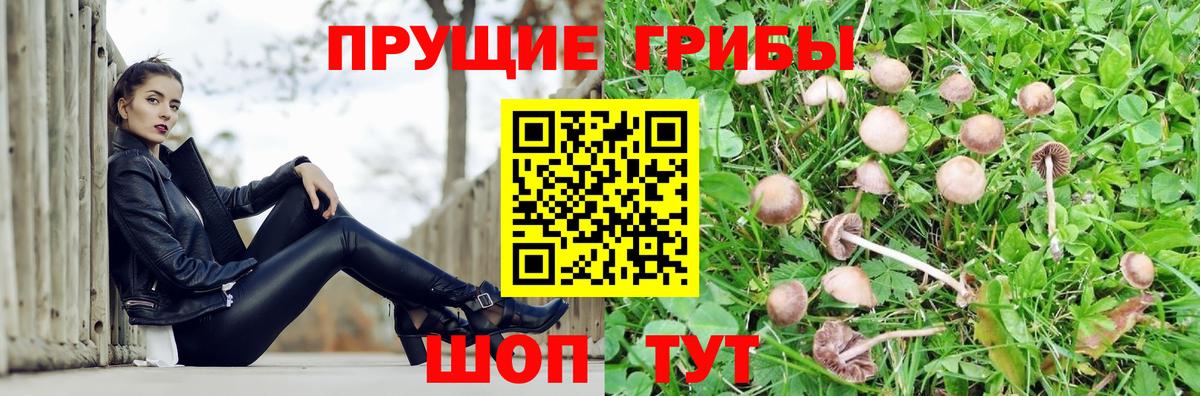 Псилоцибиновые грибы GOLDEN TEACHER  Вход с VPN  Псилоцибиновые грибы Psilocybine cubensis  Саяногорск 